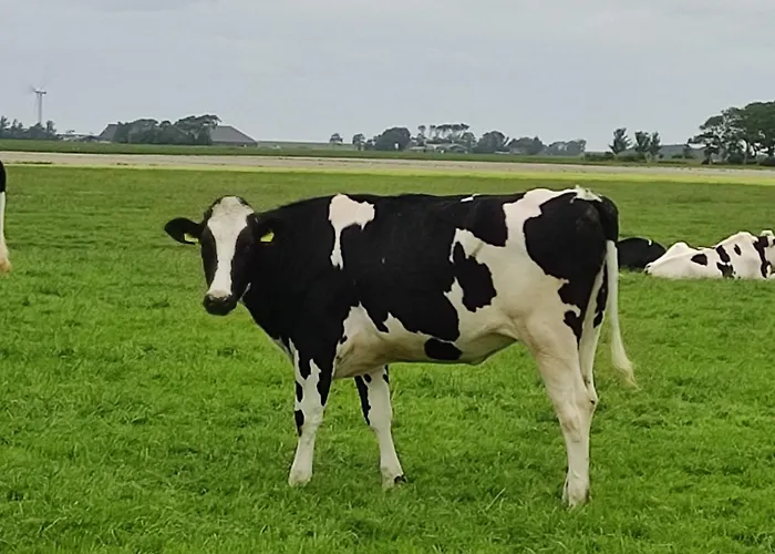 In Het Mooie Friesland Vele Bezienswaardigheden
