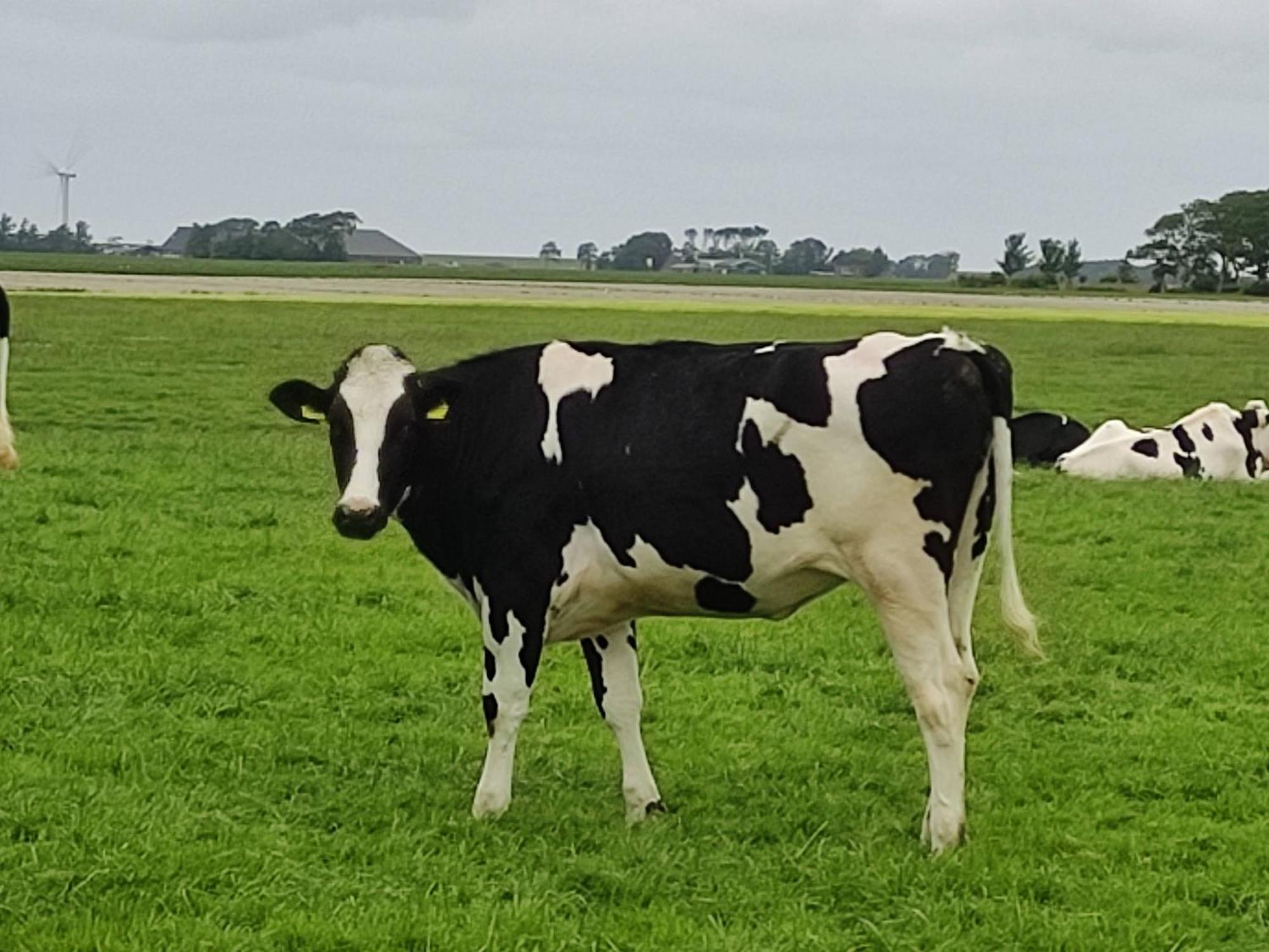 In Het Mooie Friesland Vele Bezienswaardigheden Casa de Férias Hantum